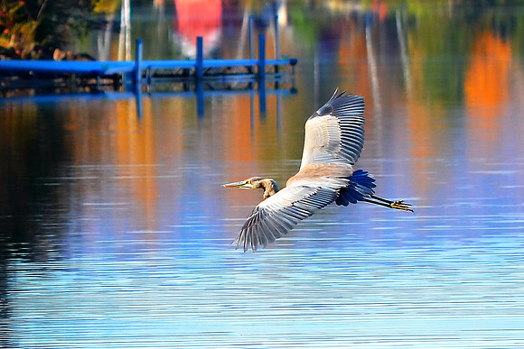Great Blue Heron