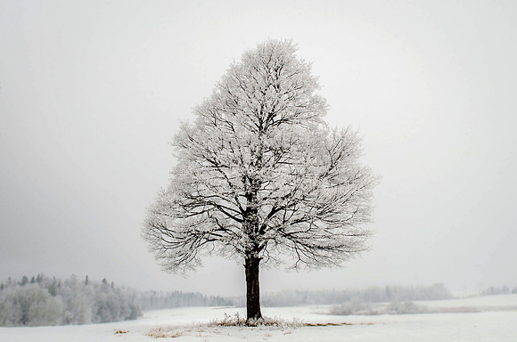 Lone Tree