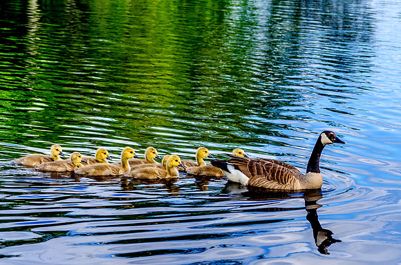 Mother Goose