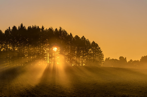 Harvest Morning