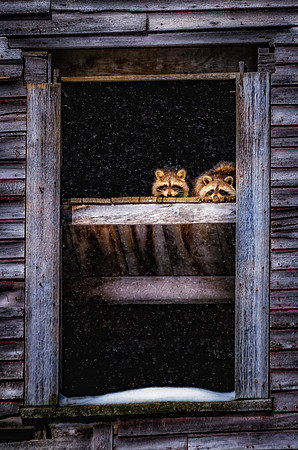 Two Buddies