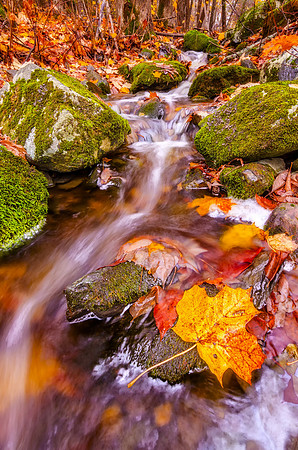 Fall Colors