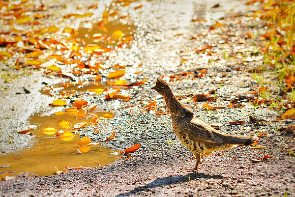 Partridge