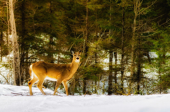 Deer