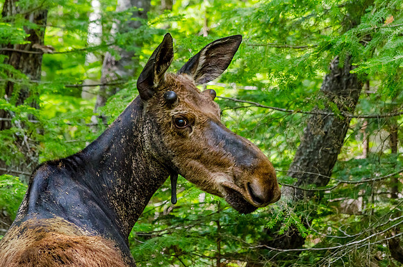Young Moose II