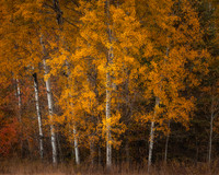 Fall Birch