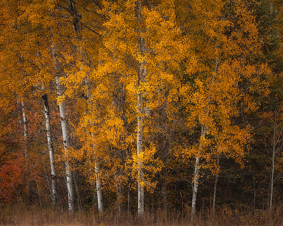 Fall Birch