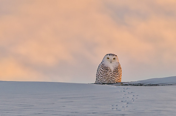 Swoops the Snowy Owl
